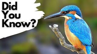 Things you need to know about KINGFISHERS!