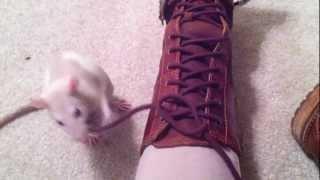 Cool Rat Trick: Untie My Shoe