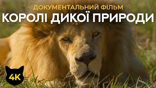 Леви - Королі дикої природи Африки - Документальний фільм у 4К