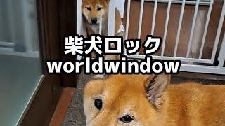 柴犬ロック ボブ 世界へこんにちは！ #柴犬ロック #拒否柴