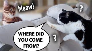 Fake Cat Prank!