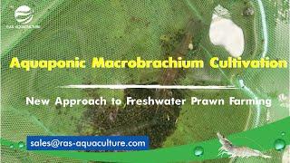 Aquaponic Macrobrachium Cultivation: A Sustainable and Profitable Approach?