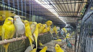 Update Stock Toko Burung Mbak Dwi Sidoarjo Kamis 12 Desember Juga Trima Setor TT 089628101130