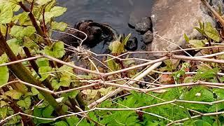 River Mourne , Sion Mills , Otter Attacking A Lamprey Eel 01/05/2021 Part 2