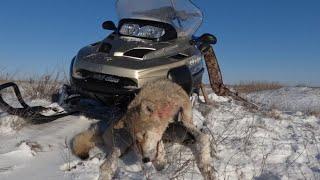 Охота на волка в Казахстане 2024 Первая волчица сезона #wolf #hunting