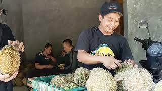 DESA WISATA DURIAN,NGARAN KALIGESING PURWOREJO,DURIAN MUSANG KING LOKAL,PAHIT,MANIS 0821-3613-8657