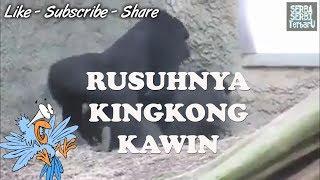 Kingkong Kawin. Rusuh Banget