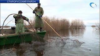 На Ильмене началась весенняя путина – лов рыбы традиционными сетями-ловушками