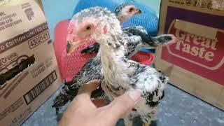 kanawayon chicks 4pcs sold sjdm. bulacan to pampanga