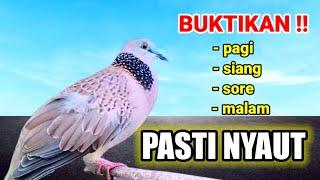 SUARA BURUNG TEKUKUR ini Pancingan TEKUKUR GACOR suara NGALAS 100% Manjur sekali Putar LangsungNyaut