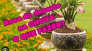 Muita chuva na sua ROSA DO DESERTO? Saiba o que FAZER!