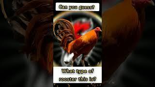 Can you guess? #shorts |𝗕𝗼𝘆𝗮𝗸'𝘇 𝗕𝗮𝗰𝗸𝘆𝗮𝗿𝗱 #birds #gamefowlbreeding #rooster