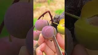 Farm Fresh Ninja Fruit Cutting | Oddly Satisfying Fruit Ninja | ASMR | Amazing Farm #M3