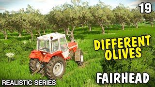 A DIFFERENT WAY TO HARVEST OLIVES | Let's Play Fairhead Realistic FS22- Episode 19