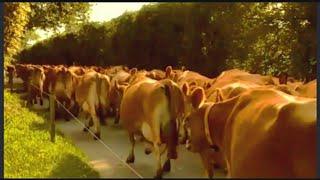 World Biggest Jersey Cows Farm 85 Litters Milking Cows | biggest udder Cows | jersey dairy farm