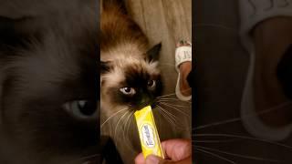 Anyone Else's Cat Go Crazy for @temptationsbrand treats?#youtube #shortsyoutube #shortvideo