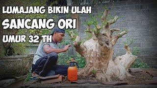 Lagi lagi lumajang bikin geger, sancang monster lingkar 2 meter @kepobonsai3473