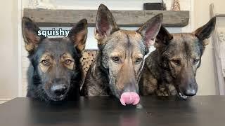 German Shepherds Review Food