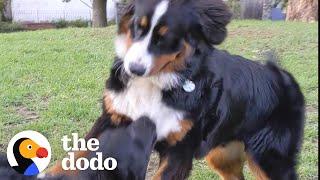 Dog Is SO Excited To Meet Her Best Friend In The Park After 2 Weeks Alone | The Dodo