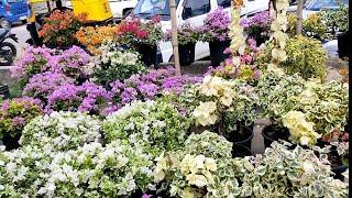 Hunting Orchids || Flower Market Dimapur, Nagaland || India