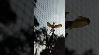 791A.My Exptl Lrng : Morning moments with yellow Lilly blooms @ My Home 