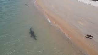 Drone Footage Shows Crocodile Stalking Dog on Beach