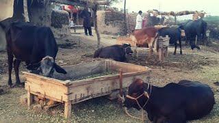 Punjab Village Routine | Traditional Village Life of Old Punjab | apnapunjabae