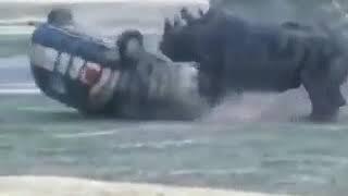 Rhino destroying a car completely