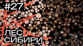 Как устроена лесная отрасль Сибири: от незаконных рубок и поджогов леса, до переработки и инвестиций