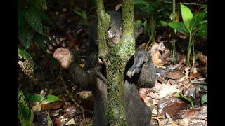 Sun Bear Rehabilitation | Betung The Sun Bear Five Months Progress | BSBCC