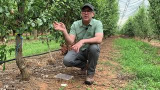 IPDM Monitoring of Conservation Bio-control Plots – Tatura SmartFarm Experimental Pear Orchard