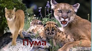 ДИКИЕ ЖИВОТНЫЕ В ЛЕСУ  Учим животных -  для малышей про животных на русском языке