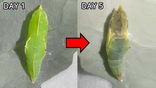 What Happens Inside a Pupa(Chrysalis)?