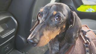 HARD DAY OF A MINI DACHSHUND AT HIS GRANDPARENTS 