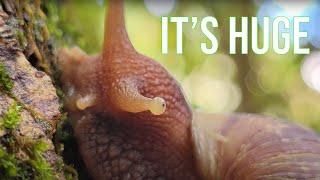 The Giant African Land Snail Is EATING Hawaii