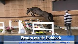 Wyntro van de Eeckhoek (jumping)