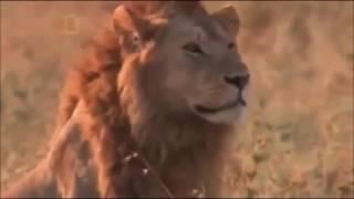 Lions | Here Comes The Lion Guard