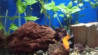 Aquascape tanaman murah,aquarium tanaman bebas perawatan.