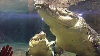 Спаривание  огромных крокодилов. Дубай молл. Pairing of crocodiles. Dubai Aquarium & Underwater Zoo