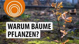 Warum sollten wir Bäume pflanzen? | PLANT-MY-TREE