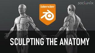 Sculpting the human anatomy in Blender (Full process ! ) - Part 1/2