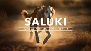 The Saluki: The Ancient Dog That Roamed With Kings