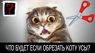 ЗАЧЕМ КОТУ УСЫ? Что будет если обрезать коту усы?