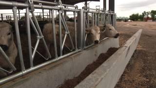 The story of The Roundhouse Livestock Building