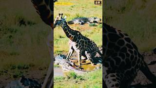 Giraffe Stuck in Mud Near Two Mysterious Crocodiles! #wildwonders #europeanwildlife