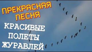 СУПЕР Прекрасная Песня! Красивые Полёты Журавлей! Алексин - Крик Журавлей & TECHNO MUSIC SPACE (TMS)