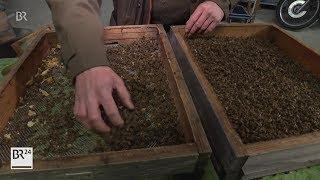 Immer mehr Bienenvölker überstehen den Winter nicht | BR24