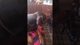 Dobermann dog barking for attention  at The Lighthouse Inn Talacre North Wales Gog Cymru ci is dog