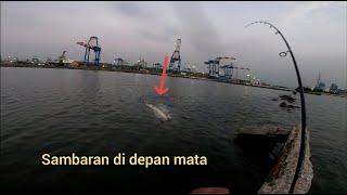 Eda4n  ikan predator di sini ganas ganas || airut spot casting jakarta Utara