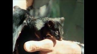 Harry Butler with Western Ringtail possums